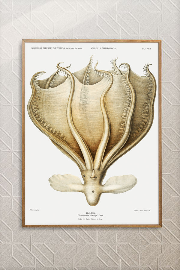 Vintage Wall Art - Murrayi Octopus Scientific Illustration